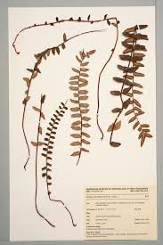 Button fern , Pellaea rotundifolia (G.Forst.) Hook.