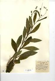 Image result for Cynoglossum coeruleum