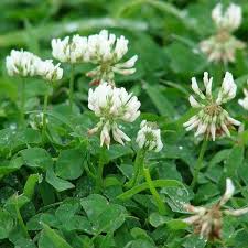 Image result for Trifolium