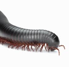 Bettwanzen Und Milben Wenn Es Im Bett Krabbelt Kribbelt Und Juckt Welt