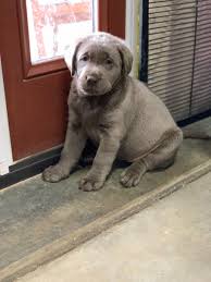A silver lab is a black lab with the dilute gene, and is only recognized as a black by akc standards. Akc Silver Lab Pup Lab Puppies Labrador Puppy Labrador Retriever Dog