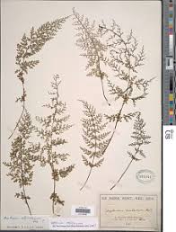 Image result for Asplenium abyssinicum