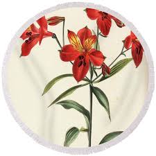 Image result for Alstroemeria pulchella