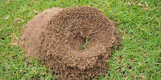 After you have destroyed the ant hill, you can gently rake the area, scatter some top soil, and put down a sprinkling of grass seed. How To Get Rid Of Ant Hills 2021 Edition Pest Strategies