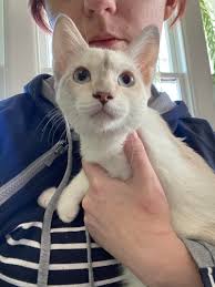 What breed is a white cat with markings?