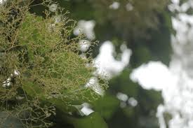 Image result for Heteropyxis natalensis