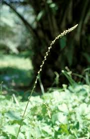 Image result for Cyathula cylindrica