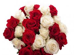 White flowers meaning in hindi. Valentines Rose Color Meanings à¤° à¤œ à¤¡ à¤ªà¤° à¤œ à¤¨ à¤• à¤¸ à¤° à¤— à¤• à¤— à¤² à¤¬ à¤• à¤¹ à¤¤ à¤¹ à¤• à¤¯ à¤®à¤¤à¤²à¤¬ Navbharat Times