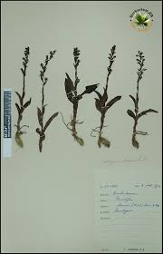 Image result for Habenaria peristyloides