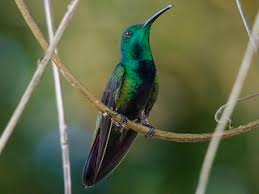 Image result for Triceratorhynchus viridiflorus