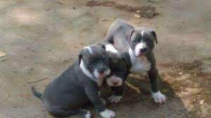 If there are not any pups available for sale, and all upcoming breedings are sold out, check back soon. Pitbull Puppies For Sale San Antonio Tx