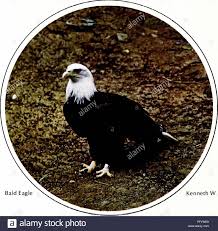 Flaggen und wappen sind zeichen nationaler zusammengehörigkeit. Vogel Von Yellowstone Und Grand Teton National Parks Vogel Vogel Fink Weisskopfseeadler Haliaeetus Leucocephalus Es Ist
