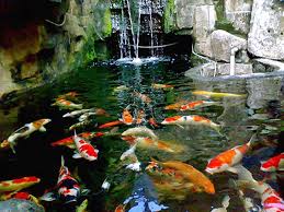 Fumida Garden Kolam Ikan Minimalis