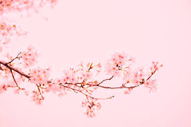 Aesthetic pink has the hex code #f4bfd4. Cherry Blossom Wallpapers Free Hd Download 500 Hq Unsplash