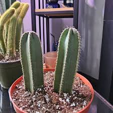 Image result for Lophocereus marginatus