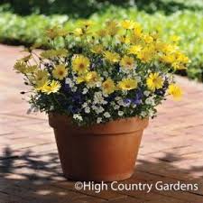 Pin On Container Gardens