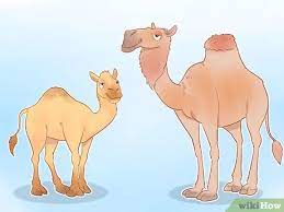 How do camels adapt to their environment? How To Buy A Camel With Pictures Wikihow