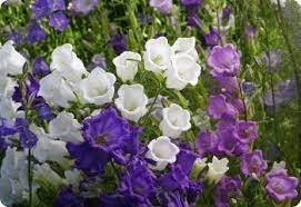 Campanula Bellflower Seeds Diane S Flower Seeds Showy Flowers Campanula Flowers Campanula