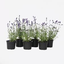 Image result for Lavandula angustifolia Vera