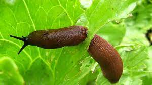 Was tun gegen schnecken im garten? Schnecken Im Garten Bekampfen Das Hilft
