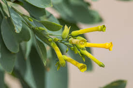 Image result for Nicotiana glauca