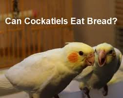 What Can Cockatiels Eat Can Cockatiels Eat Bread