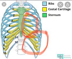 At the back, they are attached to the spine. Anyone Else Have Pain Here On The Left Side My Floating Ribs Are Painful To Touch And Sore Tonight Costochondritis