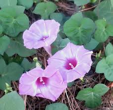 Image result for Ipomoea trinervia