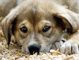 Most shelters accept dogs and cats, and some also accept birds, small mammals, and even the adoption process. Before You Complain About Your Local Animal Shelter Petfinder