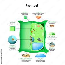 Oct 24, 2018 · beyond size, the main structural differences between plant and animal cells lie in a few structures found in plant cells. 40 Best Golgi Body Images Stock Photos Vectors Adobe Stock