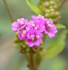 Image result for Boerhavia diffusa