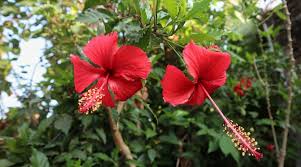 Image result for Hibiscus Red 2015 Vito