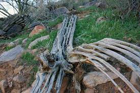 Today i am taking you on a field trip to tucson arizona. Things To Know About The Saguaro Cactus