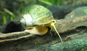 In warmer temperatures the time it takes for the eggs to hatch shortens. Aquarium Snail Eggs How Do Freshwater Snails Reproduce The Aquarium Club
