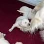 Profile Picture of ... - Platinum Pearl English Cream Golden Retrievers Minnesota (@facebook.com) on Google
