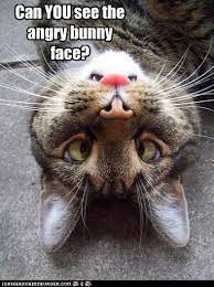 Untitled Funny Animals Funny Animal Pictures Cute Funny Animals