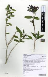 Image result for Cestrum × cultum
