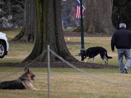 Champ, one of president joe biden's two dogs in the white house, has died. Joe Biden S Dog Champ Died He Was With The First Family For 13 Years Americas Gulf News