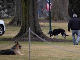 The president, seen petting the alleged assailant in early 2021. Joe Biden S Dog Champ Died He Was With The First Family For 13 Years Americas Gulf News