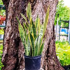 Image result for Habenaria laurentii