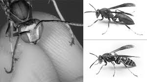 Lifespan Of Wasps - Pest Control Boise Idaho | Pestcom Pest Management