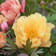 Itoh Peonies Buy Peonies Part Shade Flowers