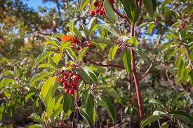 Image result for Andrachne