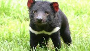 En la actualidad este se encuentra de forma silvestre en la isla de tasmania al sur de australia. Demonio De Tasmania Wiki Reino Animalia Fandom