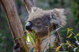 Check spelling or type a new query. The Un Bearly Facts About Koala Bears