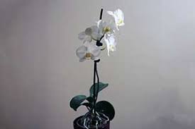 Image result for Cynorkis symoensii