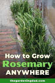 How To Grow Rosemary From Seed In 5 Easy Steps The Gardening Dad In 2020 Growing Rosemary Growing Rosemary Indoors Growing