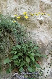 Image result for Crepis