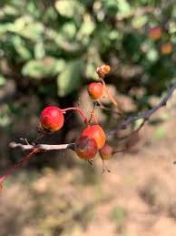 Image result for Gymnosporia glaucophylla