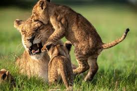 Pin On Animal Moms And Their Babies